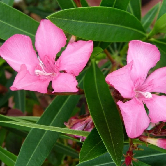 Nerium oleander 'Itália' - Télálló leander