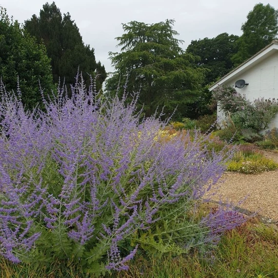 Perovskia atriplicifolia 'Blue Spire' – Sudárzsálya