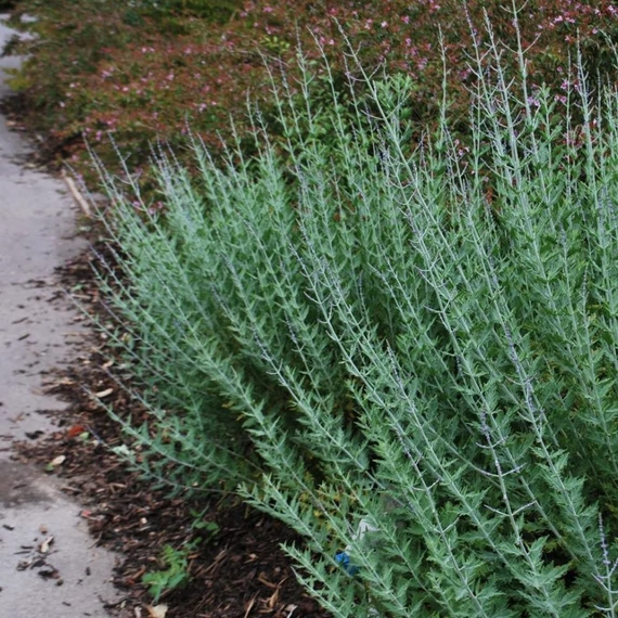 Perovskia atriplicifolia 'Blue Spire' – Sudárzsálya