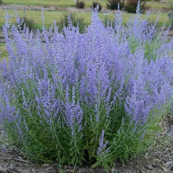 Perovskia atriplicifolia 'Silvery Blue' – Kék sudárzsálya