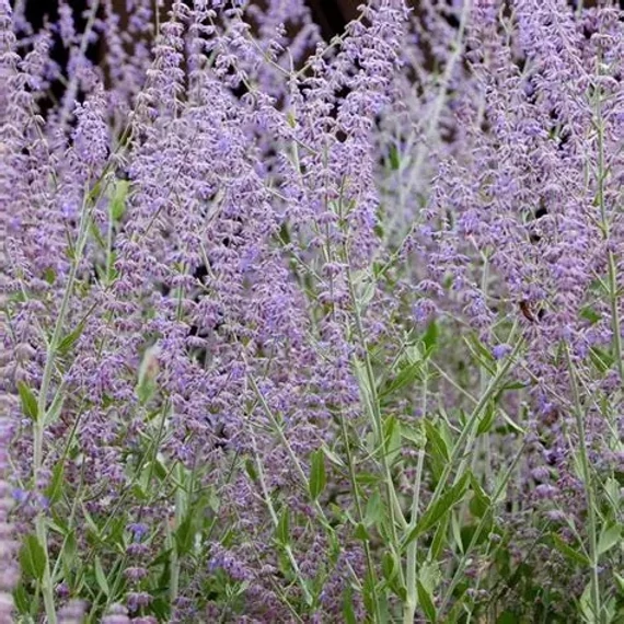 Perovskia atriplicifolia 'Silvery Blue' – Kék sudárzsálya