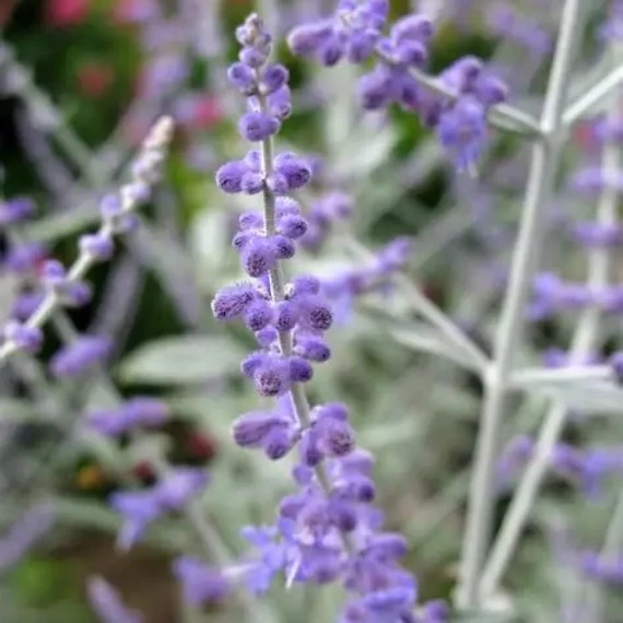 Perovskia atriplicifolia 'Silvery Blue' – Kék sudárzsálya