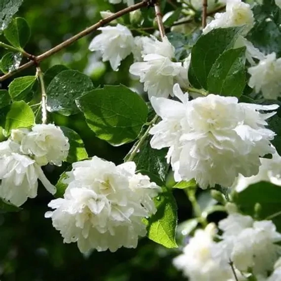 Philadelphus x virginalis 'Virginal' – Teltvirágú jezsámen