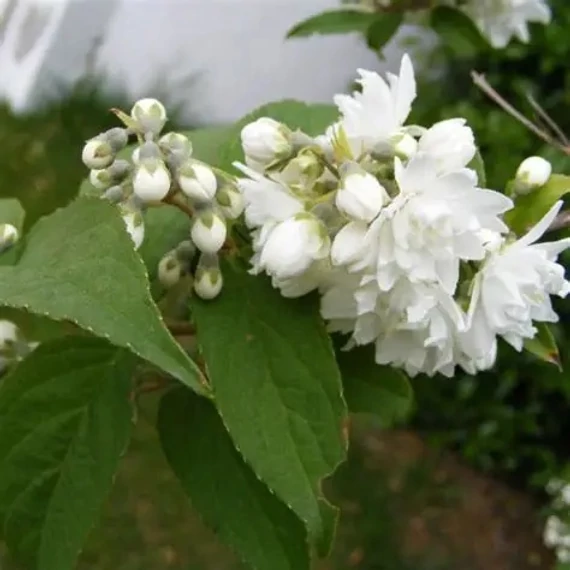 Philadelphus x virginalis 'Virginal' – Teltvirágú jezsámen