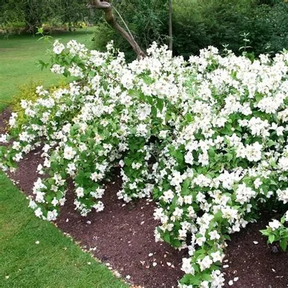 Philadelphus 'Belle Etoile' - Jezsámen