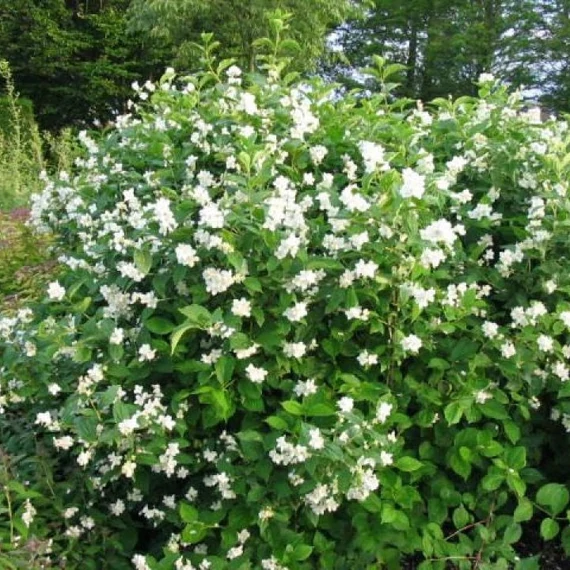 Philadelphus coronarius - Közönséges jezsámen