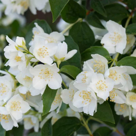 Philadelphus coronarius - Közönséges jezsámen