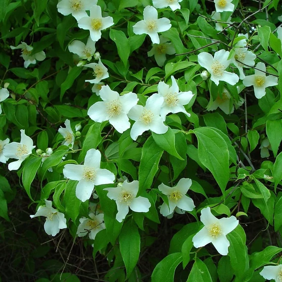 Philadelphus coronarius - Közönséges jezsámen