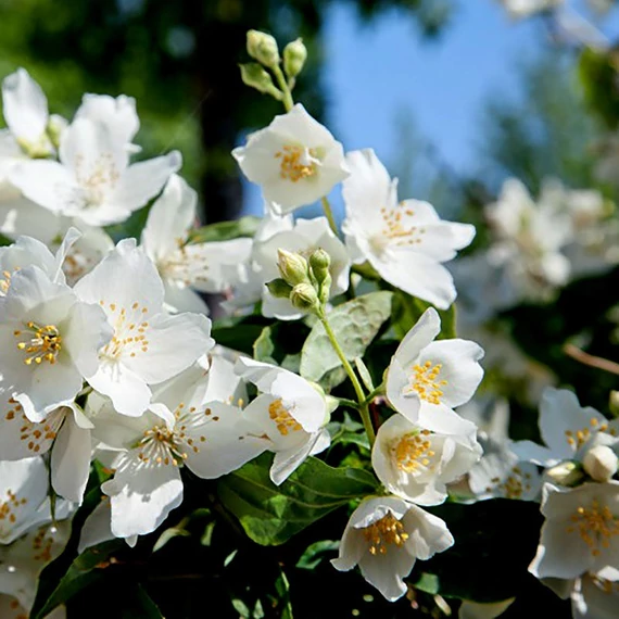 Philadelphus 'Mont Blanc' - Jezsámen