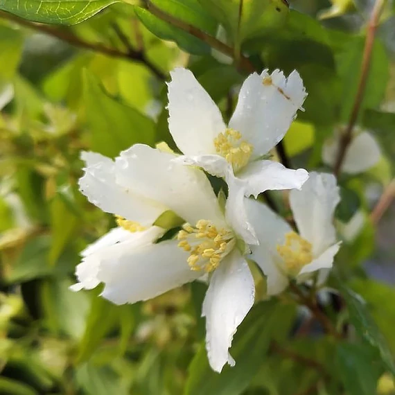 Philadelphus 'Mont Blanc' - Jezsámen