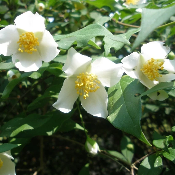 Philadelphus 'Mont Blanc' - Jezsámen
