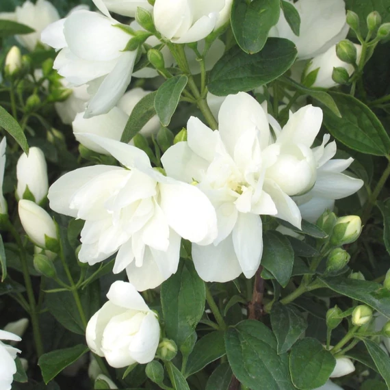 Philadelphus 'Snowbelle' - Teltvirágú jezsámen