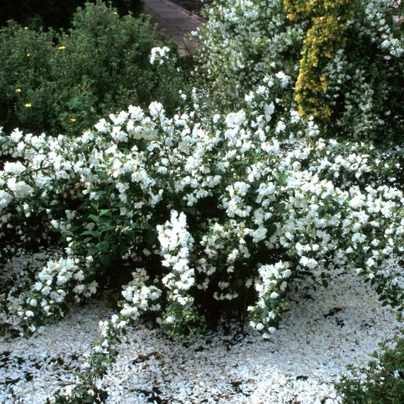 Philadelphus 'Snowbelle' - Teltvirágú jezsámen