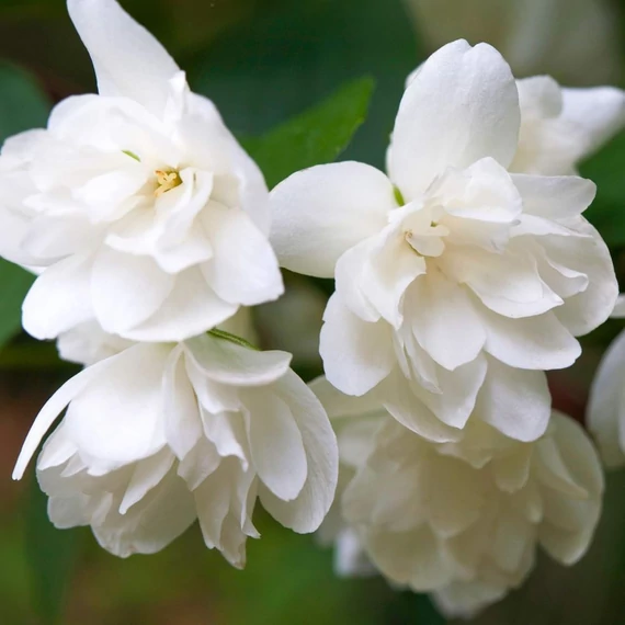 Philadelphus 'Snowbelle' - Teltvirágú jezsámen
