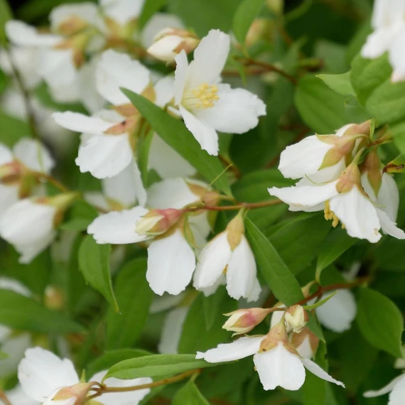 Philadelphus x virginalis 'Dame Blanche' - Jezsámen