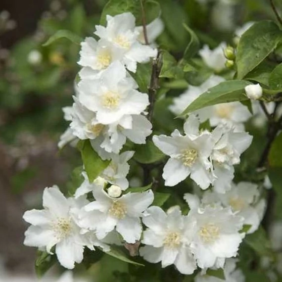Philadelphus x virginalis 'Dame Blanche' - Jezsámen