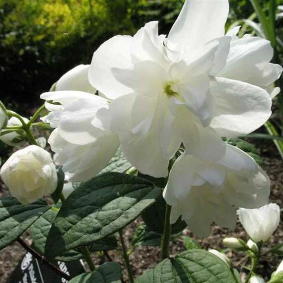 Philadelphus x virginalis 'Schneesturm' - Teltvirágú jezsámen