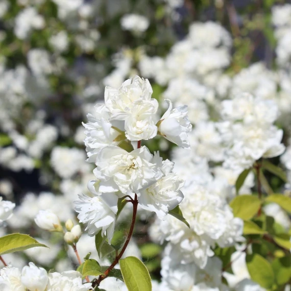 Philadelphus x virginalis 'Schneesturm' - Teltvirágú jezsámen