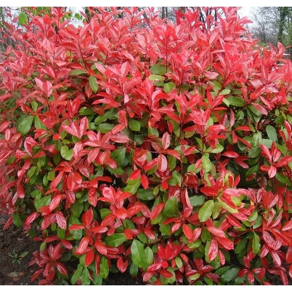 Photinia fraseri 'Camilvy' - Korallberkenye