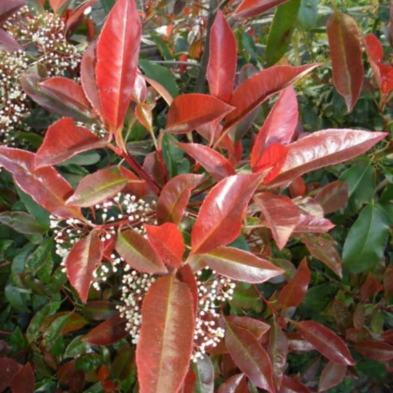 Photinia fraseri 'Camilvy' - Korallberkenye