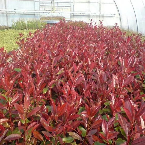 Photinia fraseri 'Camilvy' - Korallberkenye