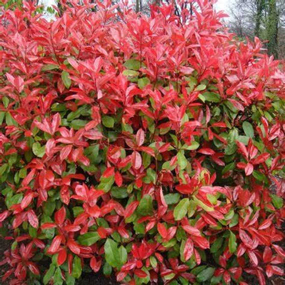 Photinia x fraeseri 'Red Robin' - Korallberkenye