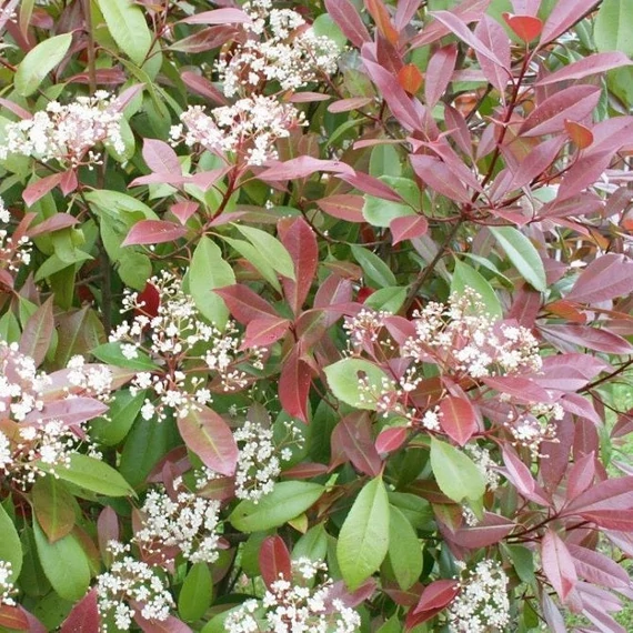 Photinia x fraeseri 'Red Robin' - Korallberkenye