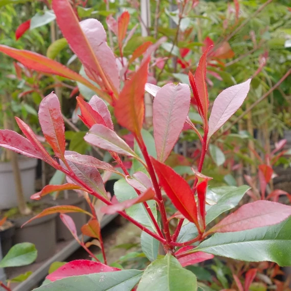 Photinia x fraseri 'Carre Rouge' - Korallberkenye