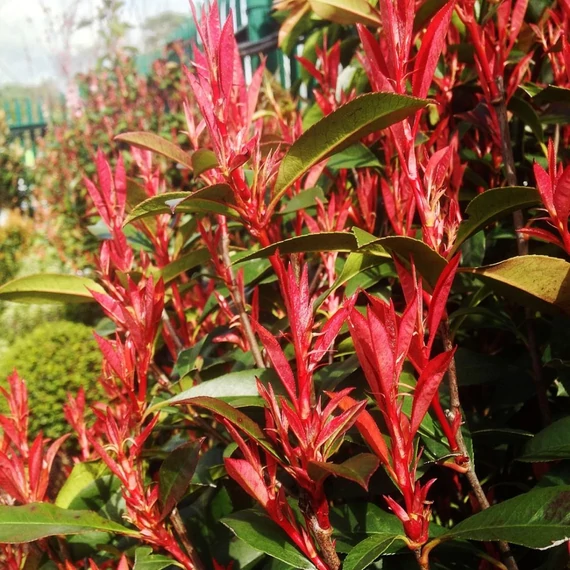 Photinia x fraseri 'Carre Rouge' - Korallberkenye