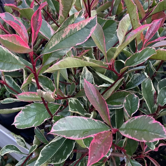 Photinia x fraseri 'Pink Marble' (syn.: 'Cassini') - Korallberkenye