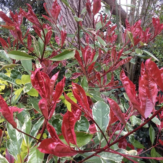 Photinia x fraseri 'Pink Marble' (syn.: 'Cassini') - Korallberkenye