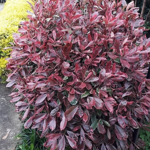 Photinia x fraseri 'Pink Marble' (syn.: 'Cassini') - Korallberkenye