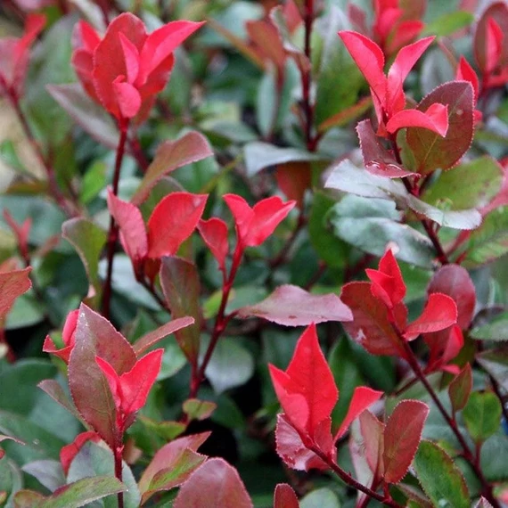 Photinia x fraseri 'Little Red Robin' - Korallberkenye