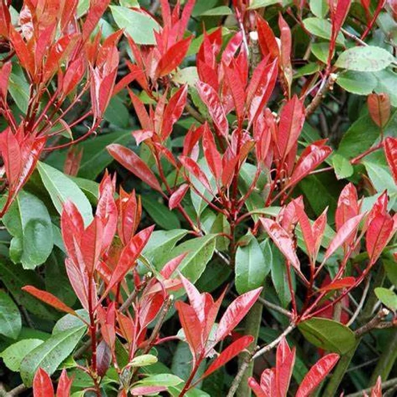 Photinia x fraseri 'Little Red Robin' - Korallberkenye