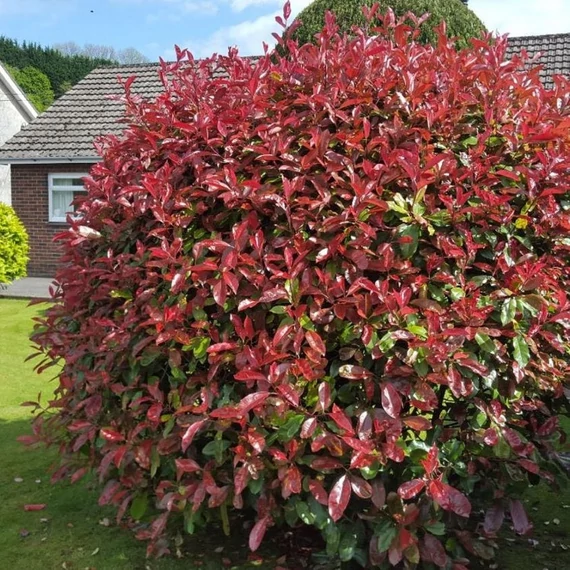 Photinia x fraseri 'Little Red Robin' - Korallberkenye