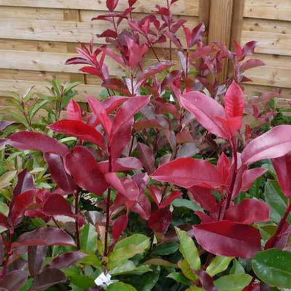 Photinia 'Red Select' - Korallberkenye
