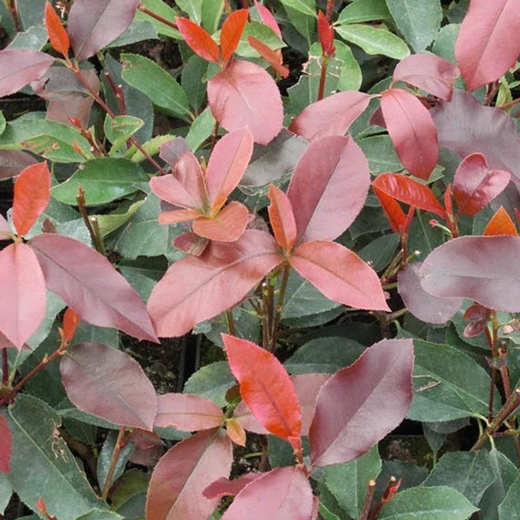 Photinia 'Red Select' - Korallberkenye