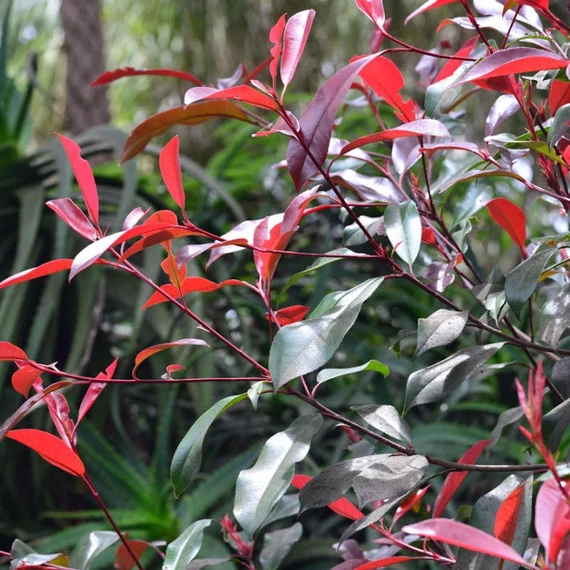 Photinia 'Red Select' - Korallberkenye