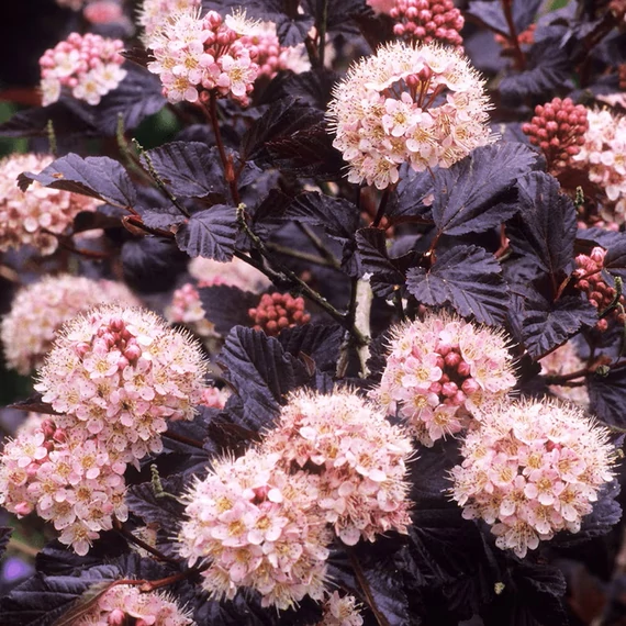 Physocarpus opulifolius 'Lady in Red' – Bangitalevelű hólyagvessző