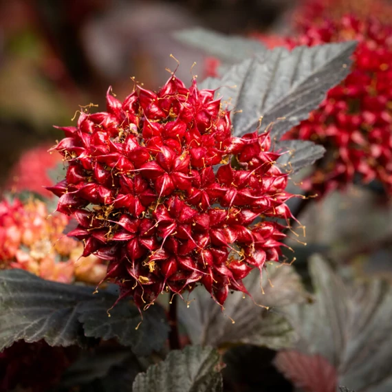 Physocarpus opulifolius 'Lady in Red' – Bangitalevelű hólyagvessző