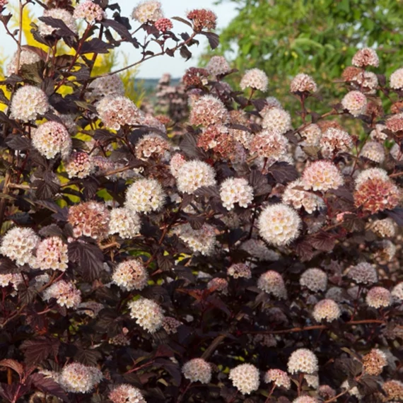 Physocarpus opulifolius 'Lady in Red' – Bangitalevelű hólyagvessző