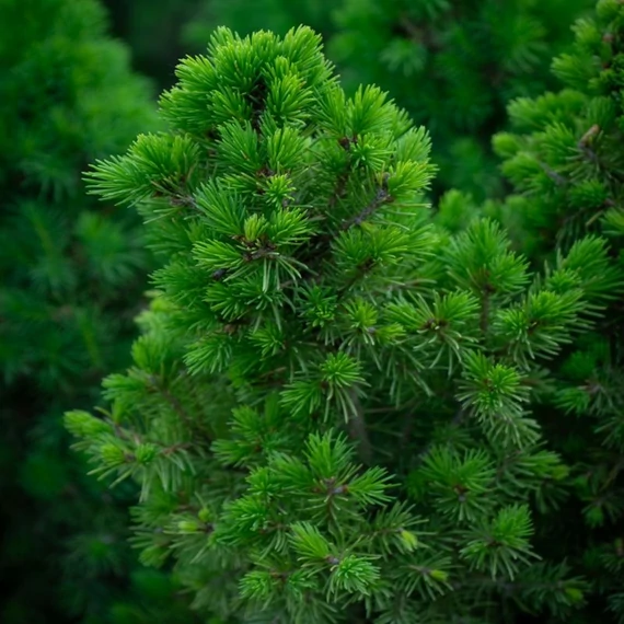 Picea glauca 'Conica' – Cukorsüvegfenyő