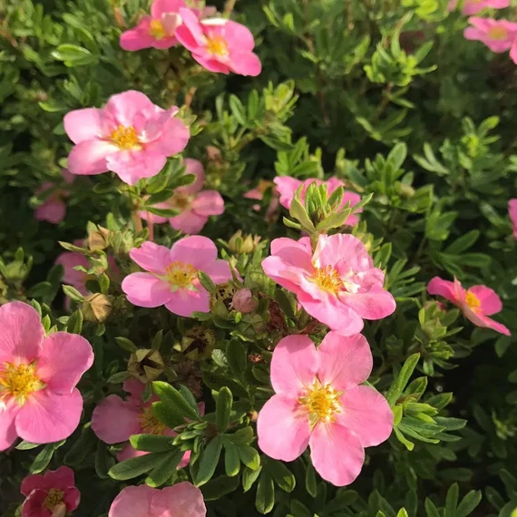 Potentilla fruticosa 'Lovely Pink'® (syn.: 'Pink Beauty') - Cserjés pimpó
