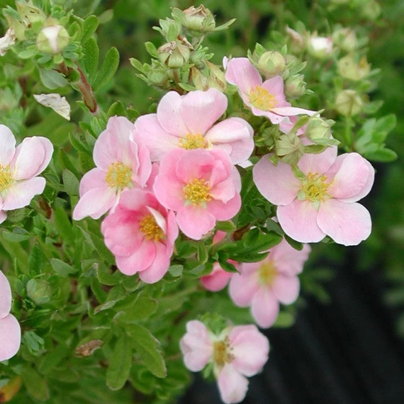 Potentilla fruticosa 'Lovely Pink'® (syn.: 'Pink Beauty') - Cserjés pimpó
