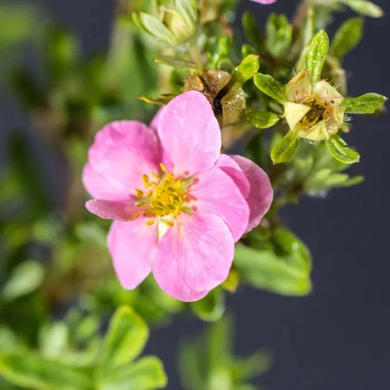 Potentilla fruticosa 'Lovely Pink'® (syn.: 'Pink Beauty') - Cserjés pimpó