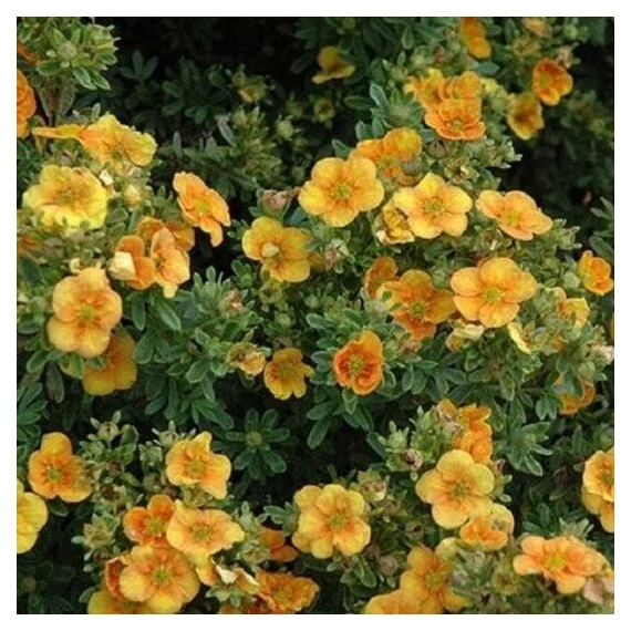 Potentilla fruticosa 'Mango Tango' - Cserjés pimpó