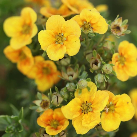 Potentilla fruticosa 'Mango Tango' - Cserjés pimpó