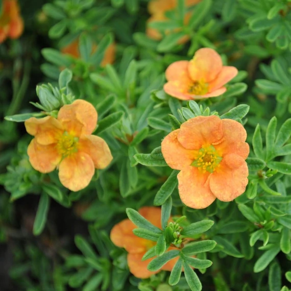 Potentilla fruticosa 'Red Ace' - Cserjés pimpó