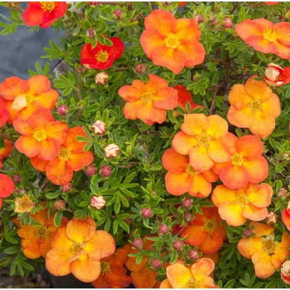 Potentilla fruticosa 'Red Ace' - Cserjés pimpó