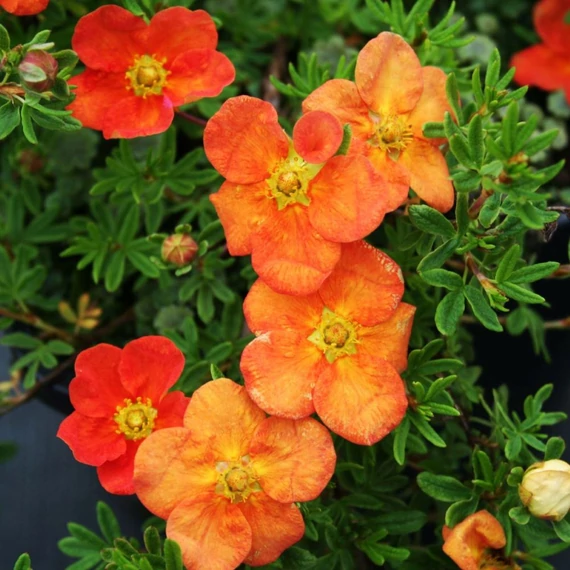 Potentilla fruticosa 'Red Ace' - Cserjés pimpó